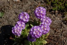 Primel-Kugelprimel 05.JPG